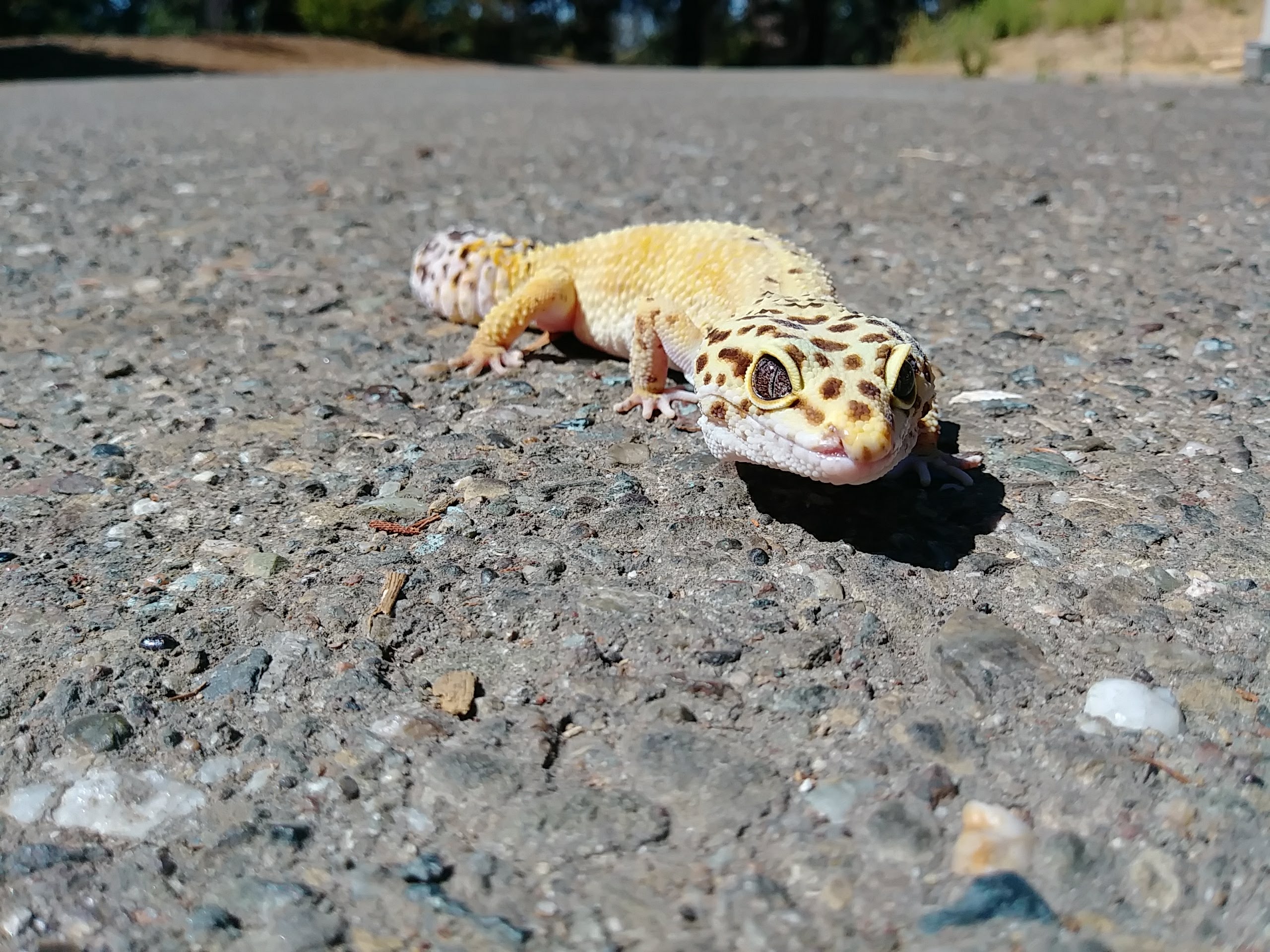 Oakland Zoo Leopard Gecko